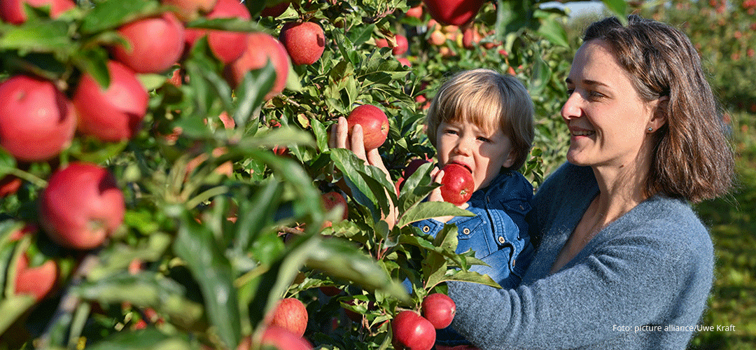 Bio-Apfelernte, Foto: picture alliance/dpa | Patrick Pleul