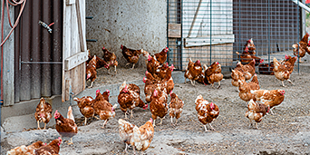 Hühnerhaltung