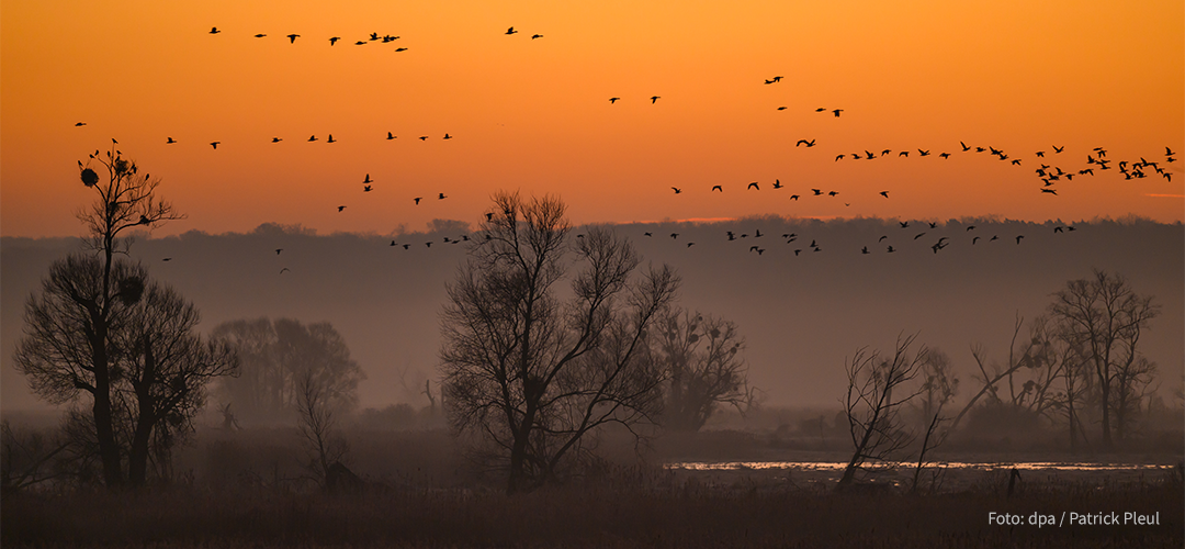 Wildgänse fliegen am farbenprächtigen Morgenhimmel über den Nationalpark Unteres Odertal