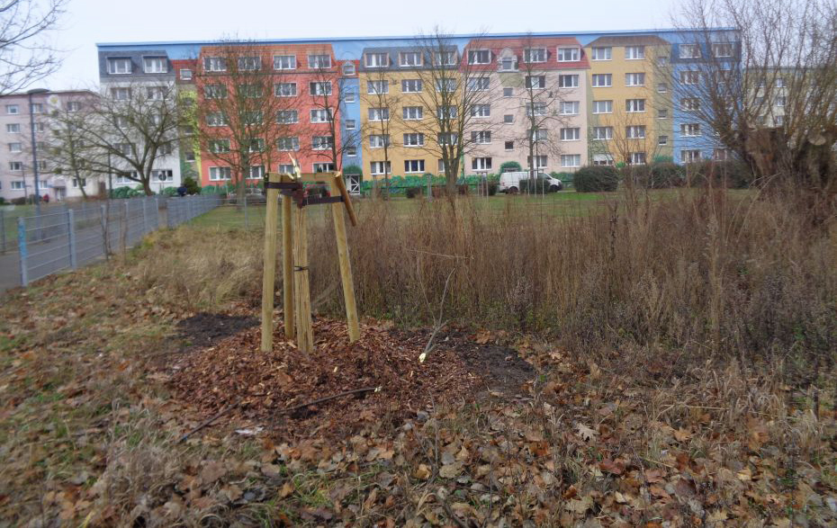 Foto: zerstörter Baum im Landgrabenhain