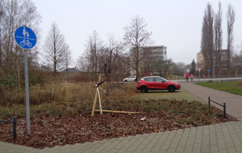 Foto: zerstörter Baum am Parkplatz