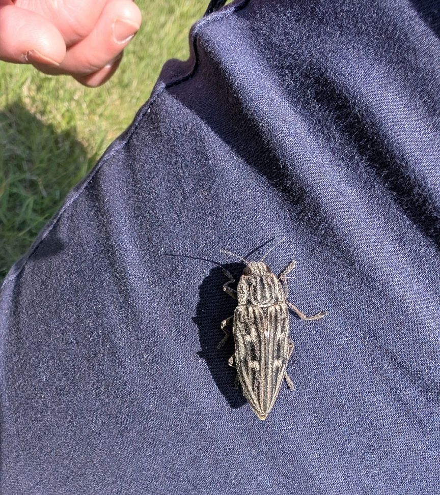 Foto: Käfer auf einem blauen Ärmel