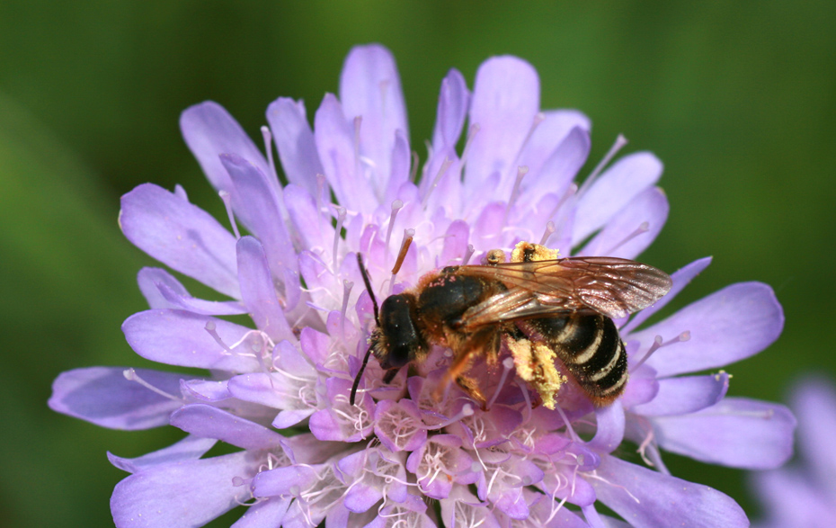 Foto: Biene auf einer lilafarbenen Blüte