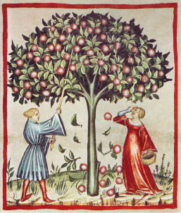 Grafik: Mann und Frau unter einem Apfelbaum 