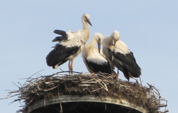 Foto: 3 Störche im Nest