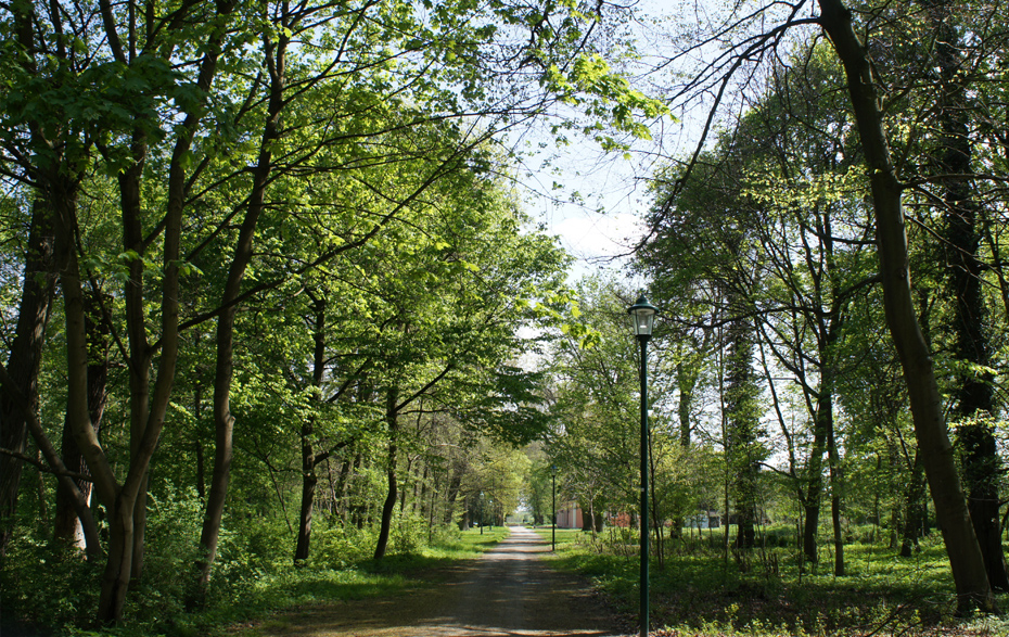 Foto: Parkweg mit altem Baumbestand rechts und links
