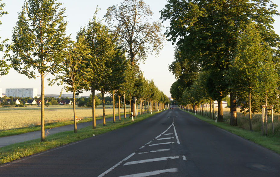 Foto: Allee mit schadhafter Markierung