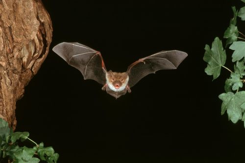 Foto: Fledermaus