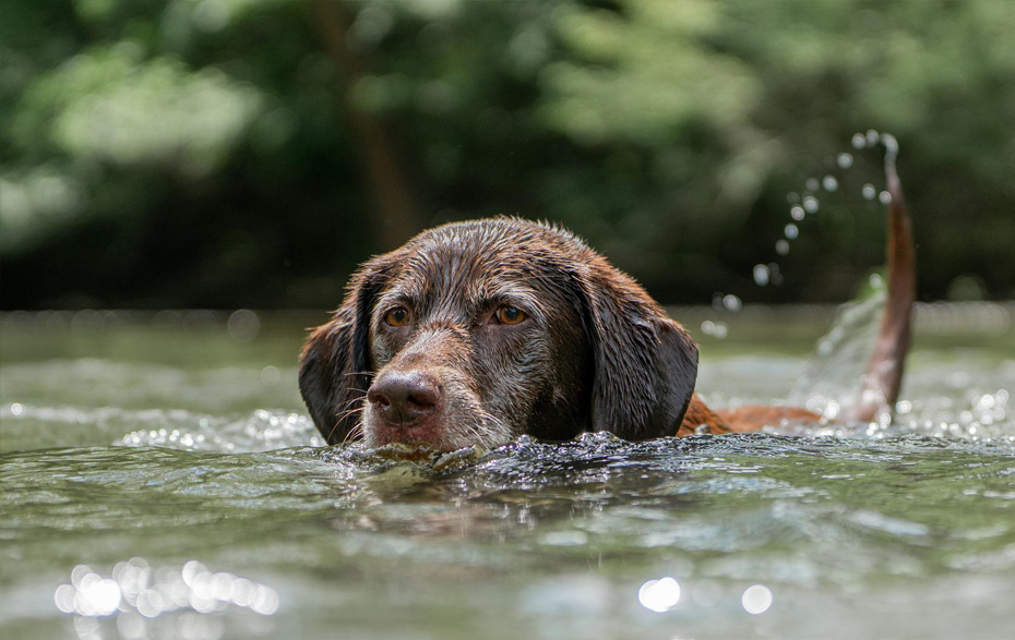 Foto: badender Hund