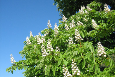 Foto: Kastanienblüten