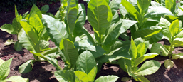 Foto: Junge Tabakpflanzen