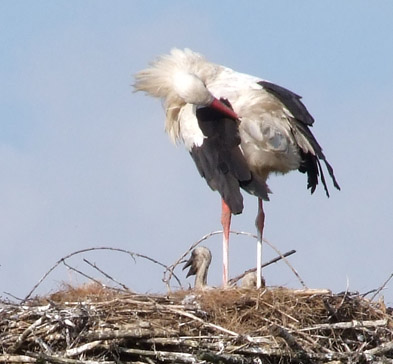 Foto: Storchennest mit stehendem Storch und Storchennachwuchs