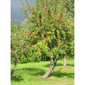 Foto vom 21. September 2013: Apfelbaum im Garten