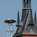 Foto: Nest mit Storch vor der katholischen Kirche