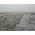 Foto vom 31. Januar 2011: Weiße Bäume säumen die Straße.