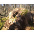 Foto vom 19. März 2011: Astloch an einem gefällten Baum