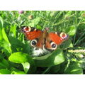 Foto vom 26. September 2011: Schmetterling Pfauenauge im Grünen