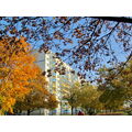 Foto vom 29. Oktober 2011: Herbstlaub und Hochhaus im Sonnenlicht
