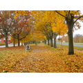 Foto vom 2. November 2011: Fußweg mit Bäumen rechts und links und voller gelber Blätter