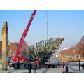 Foto vom 21. November 2011: Vorplatz ubs, auf dem eine Kran einen Weihnachtsbaum aufstellt