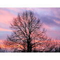 Foto vom 28. Februar 2012: Baumkrone im gefärbten Abendlicht