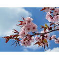 Foto vom 14. April 2012: rosa blühender Zweig vor blauem Himmel
