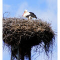 Foto: 2 Störche auf dem Criewener Nest