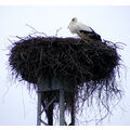 Foto vom 5. April 2010: Storch auf dem Criewener Nest