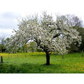 Foto vom 2. Mai 2010: Apfelbaum in voller Blüte auf einer Butterblumenwiese.