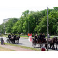 Foto: Die Kutschen fahren durch die Lindenallee.