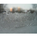 Foto vom 27. Januar 2010: Eisblumen am Fenster