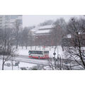 Foto vom 10. Februar 2010: Blick auf die verschneite Lindenallee