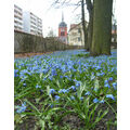 Foto vom 6. April 2010: Blausterne im Stadtpark