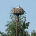 Foto: 3 Störche auf dem Schöpfwerk-Nest