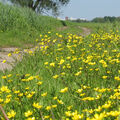 Foto vom 20. Mai 2012: Gelbblühender Hahnenfuß bedeckt die Polderwiesen.