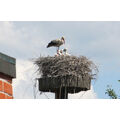 Foto vom 9. Juni 2012: Storch mit 3 Jungen im Nest