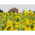 Foto vom 14. Juli 2013: Sonnenblumenfeld vor Vierraden