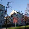 Foto vom 25. November 2013: Zierbäume in der Lindenallee