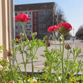 Foto vom 20. März 2014: rote Ranunkeln im Kübel vor dem Springbrunnen