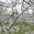 Foto vom 26. März 2014: weiße Baumblüten vor unscharfer Uferansicht