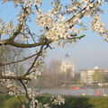 Foto vom 27. März 2014: weiße Baumblüten vor unscharfer Uferansicht