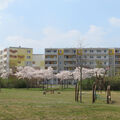 Foto vom 6. April 2014: weiß blühende Bäume auf dem Spielplatz im Wohngebiet Kastanienallee