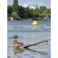 Foto vom 25. August 2014: Ente auf einem Ast im Kanal, dahinter das grüne Ufer der Stadt