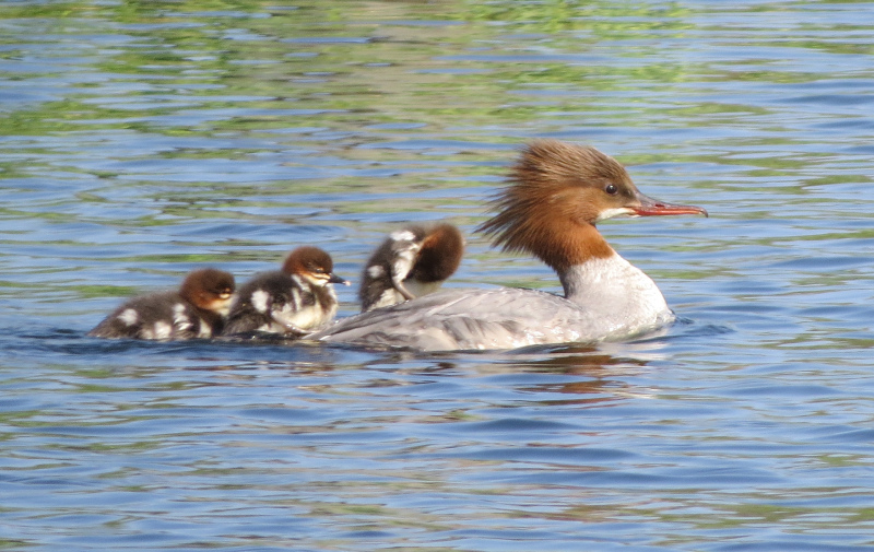 Foto: schwimmender Gänsesäger mit 3 Jungen auf dem Rücken