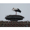 Foto vom 4. April 2012: Storch auf dem Nest
