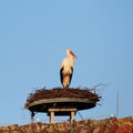 Foto: Der Storch steht auf seinem Nest.