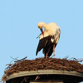 Foto: Der Storch putzt sich.
