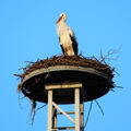 Foto: Der Storch auf dem Nest.