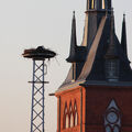Foto: Der Storch im Nest, im Hintergrund die katholische Kirche