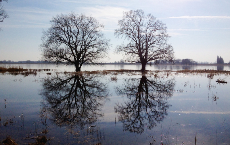 Foto: kahle Bäume spiegeln sich im Wasser Foto: kahle Bäume spiegeln sich im Wasser